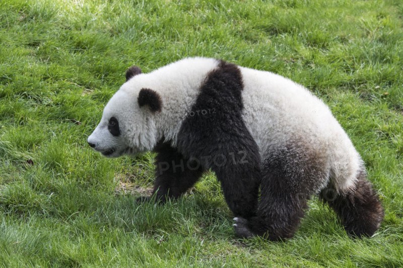 Giant panda