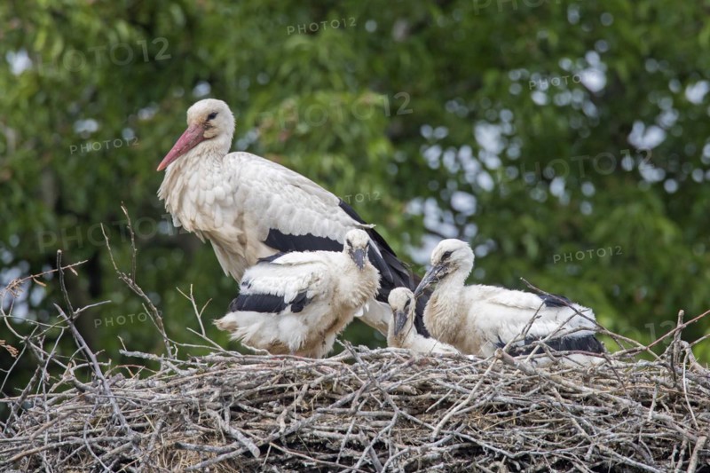 White storks