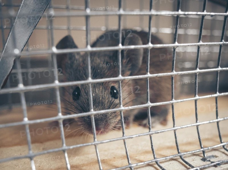 A mouse sits in a live trap for mice in Berlin. 18.04.2023.