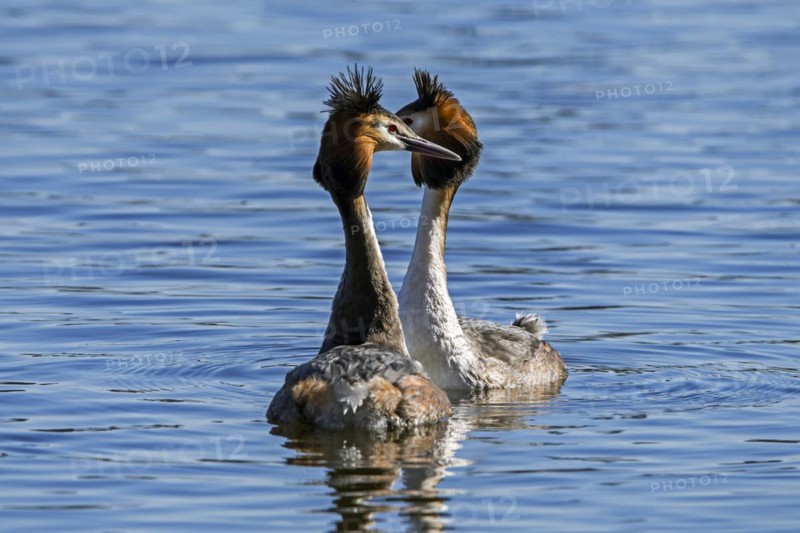 Great crested grebe