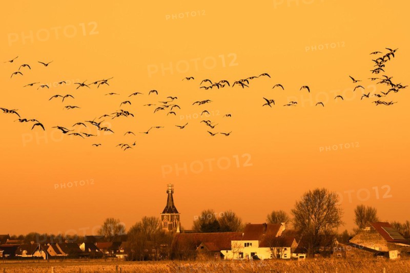 Flock of barnacle geese