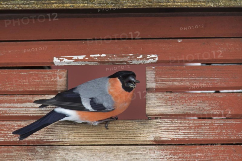 Eurasian bullfinch