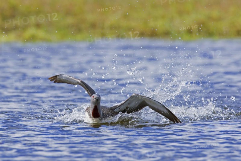 Red-throated loon