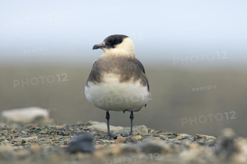 Arctic skua