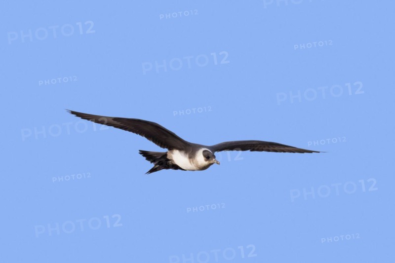 Arctic skua