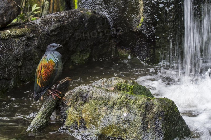 Nicobar pigeon