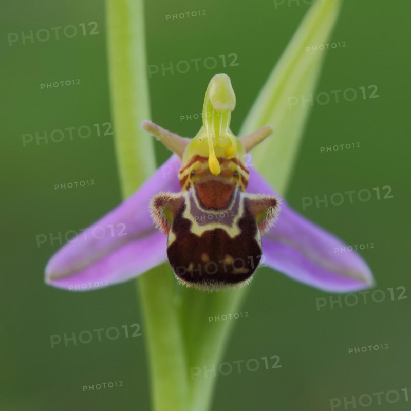 Bee orchid