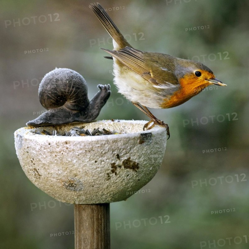 European Robin