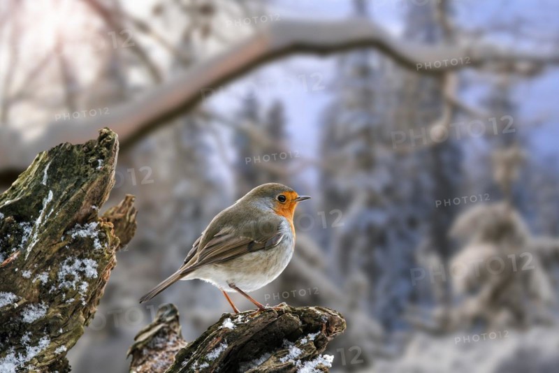 European robin