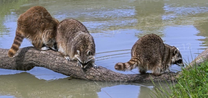 Three common raccoons