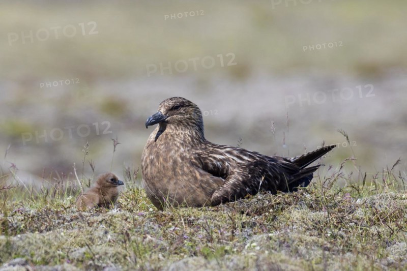 Great skua