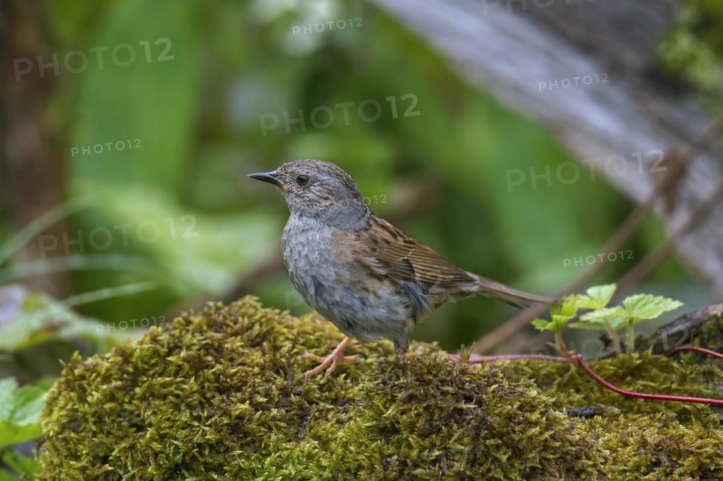 Dunnock