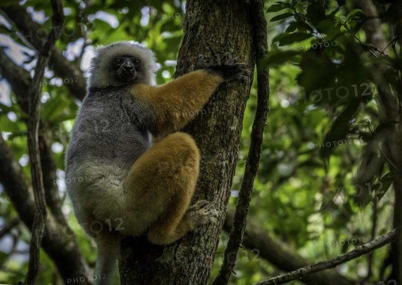 Diademed sifaka