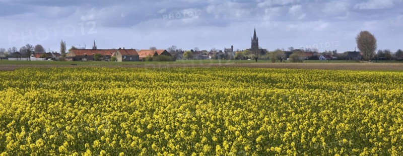 Field with rapeseed