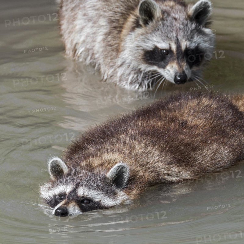 Common raccoon