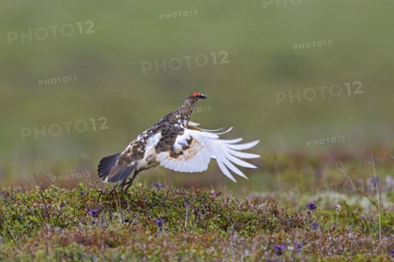 Icelandic rock ptarmigan