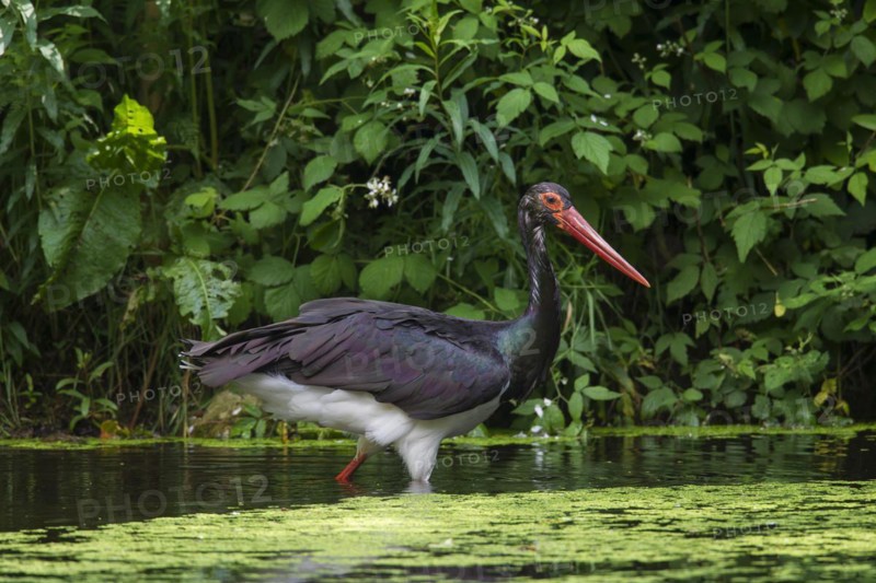 Black stork