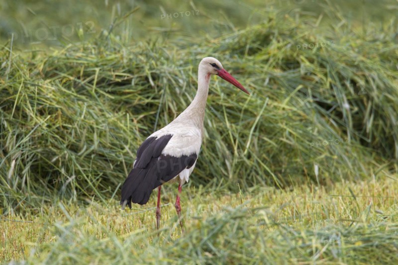White stork