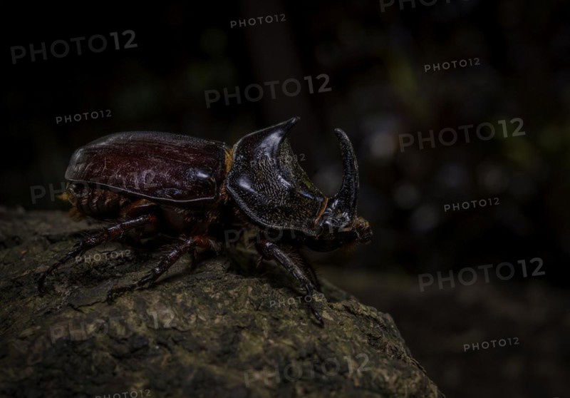Rhinoceros beetles in the rainforests of north-eastern Madagascar