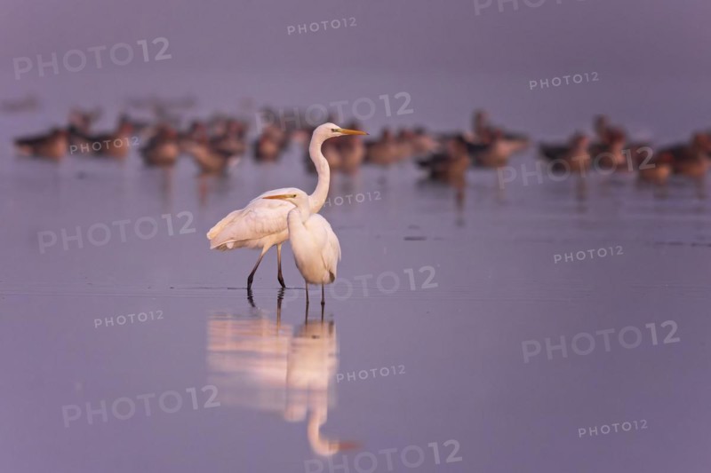 Great egret