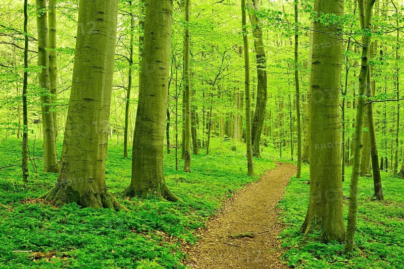 Hiking trail winds through semi-natural beech forest in spring