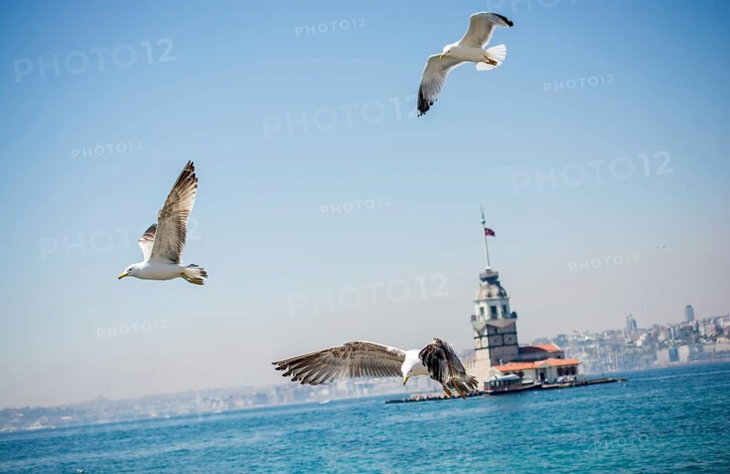 Seagull in a sky with a Maiden`s tower at the back