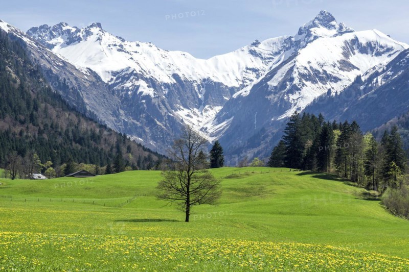Landscape with green meadow and tree