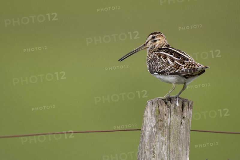 Common Snipe