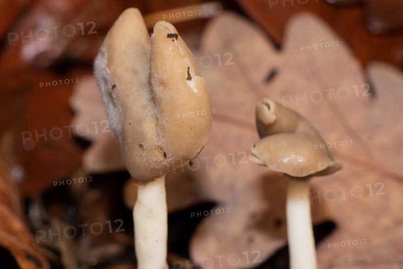 Saddle morel two fruiting bodies