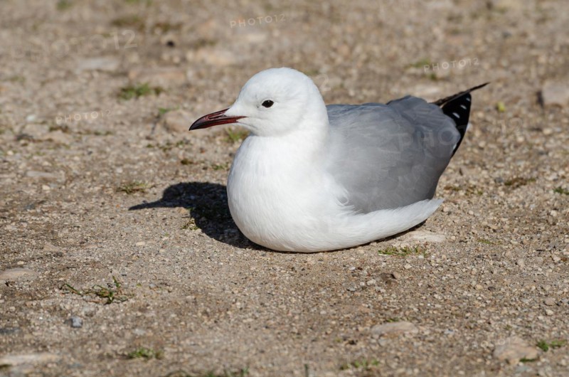 Hartlaub's gull