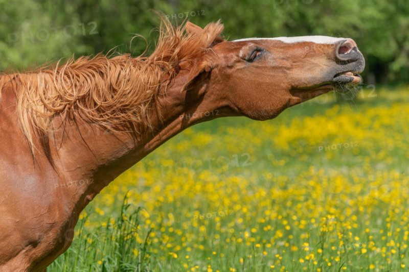 Horse shaking its mouth in a green pasture filled with yellow butter cups. Bas-Rhin