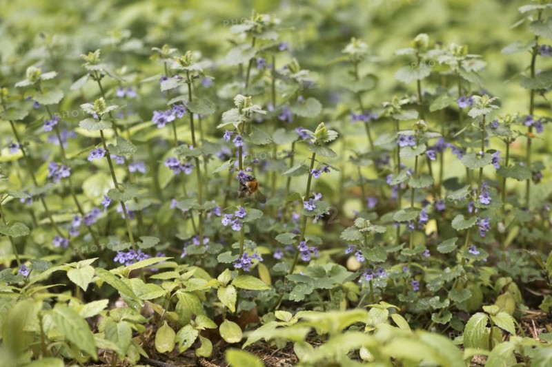 Ground ivy