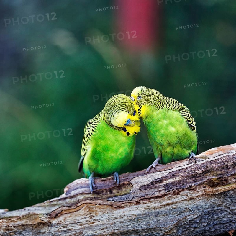 Two budgies