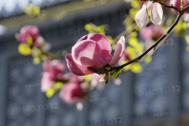 Magnolia