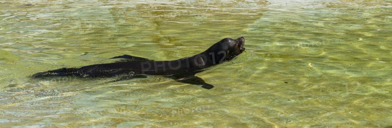 California sea lion