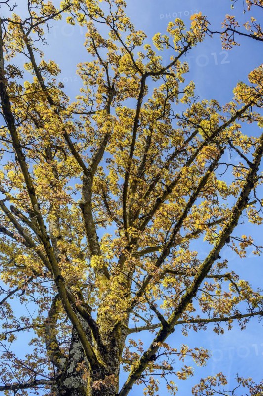 Spring flowering Norway maple