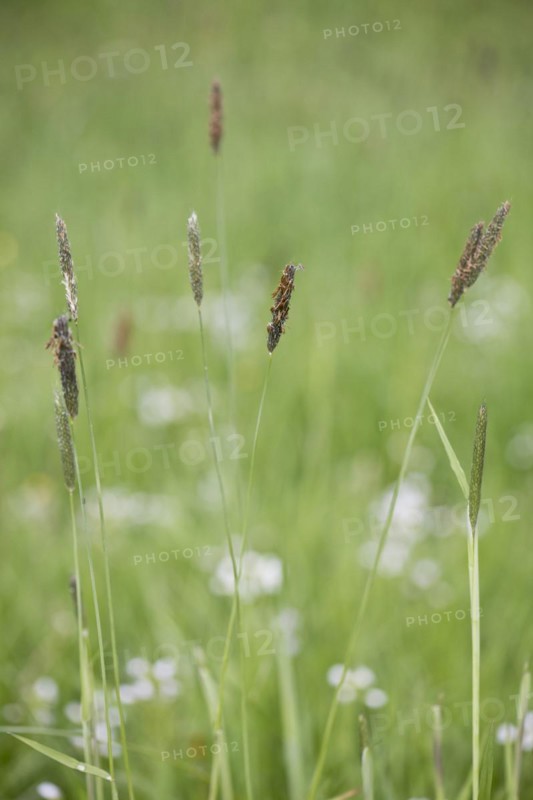Meadow foxtail
