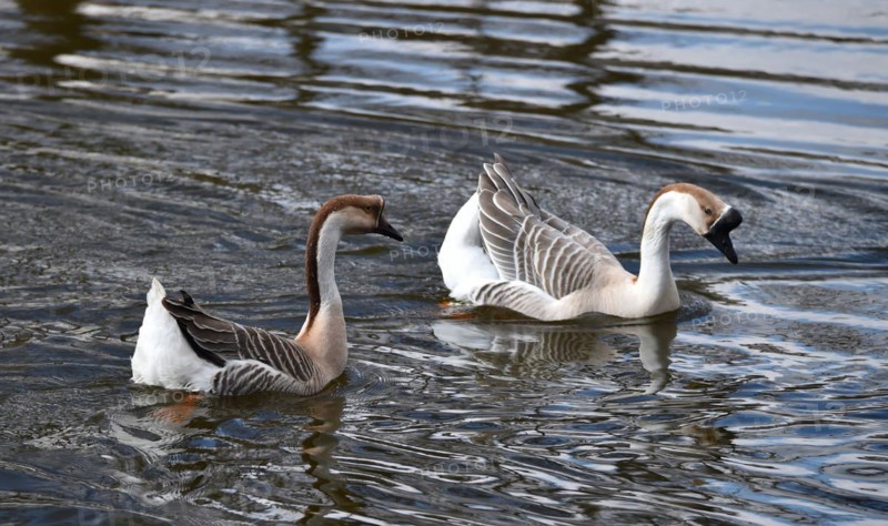 Mute geese