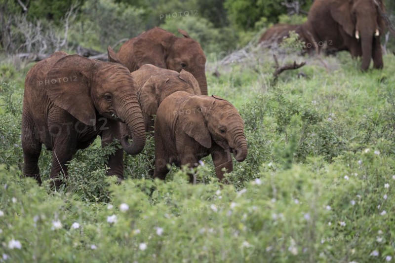 African elephant