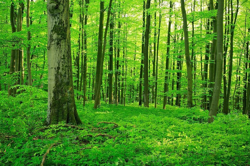 Natural beech forest in spring