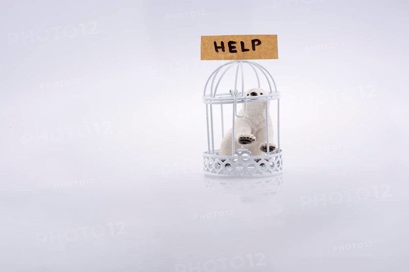 Polar bear captive in cage on white background