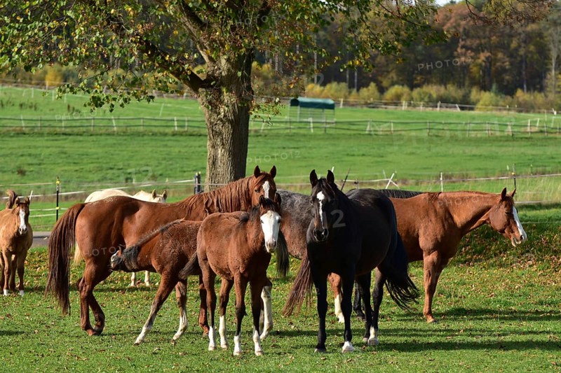 Broodmares and foals of the Western breed American Quarter Horse on pasture