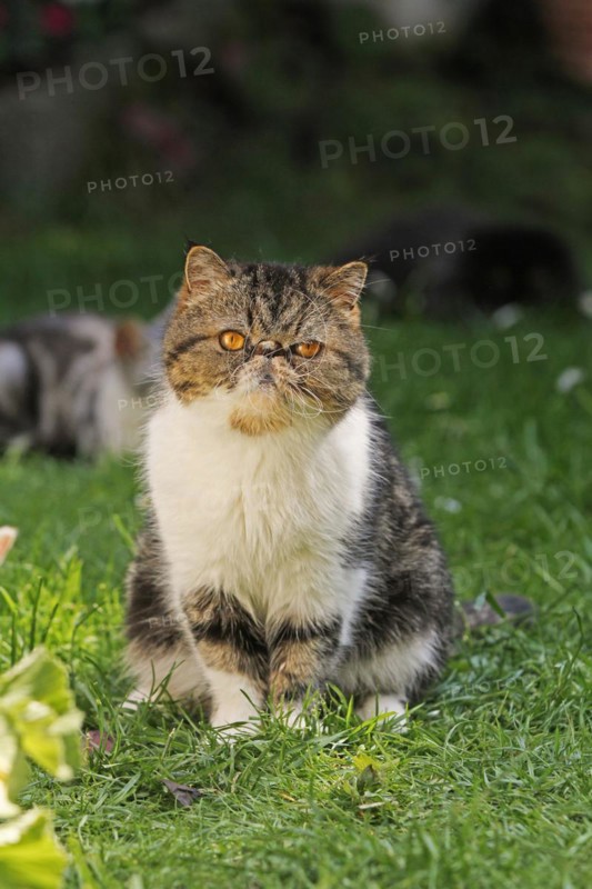Exotic Shorthair