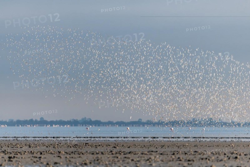 Shorebirds