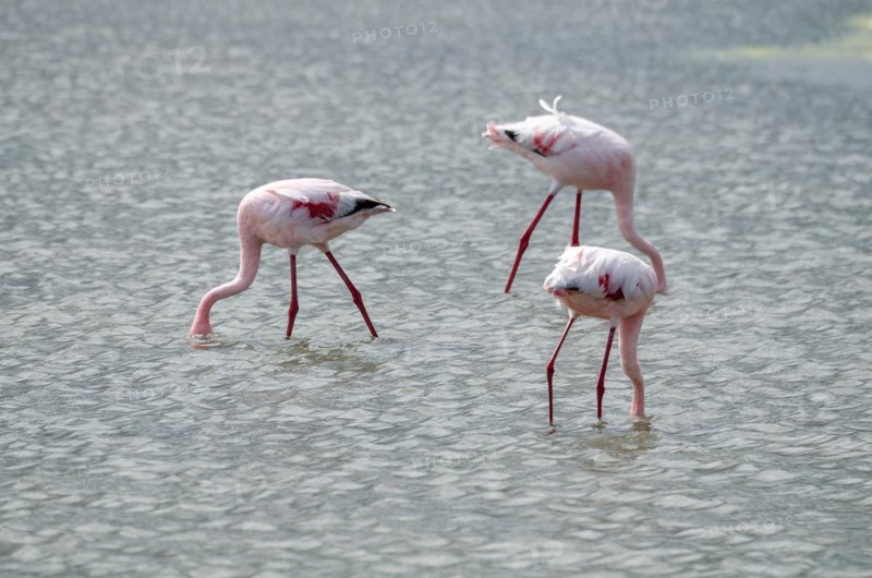 Lesser Flamingos