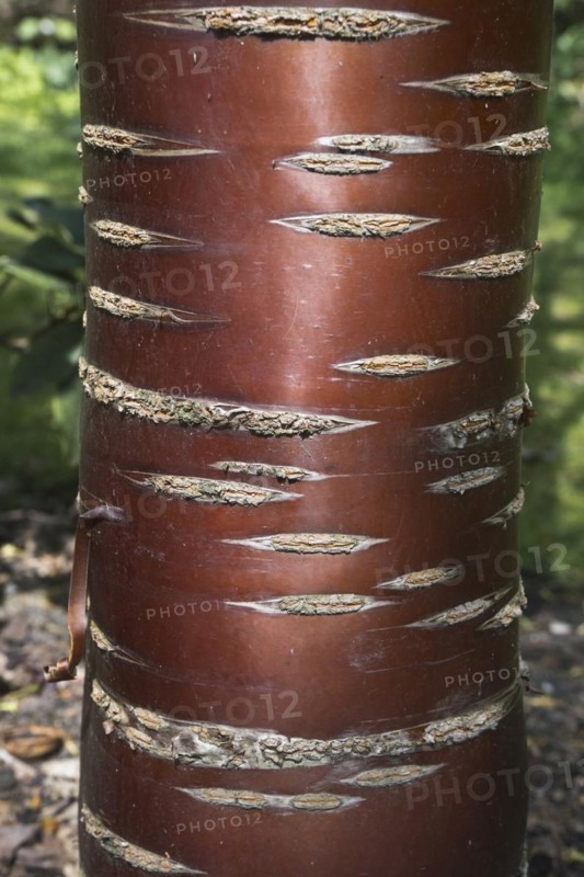 Mahogany cherry