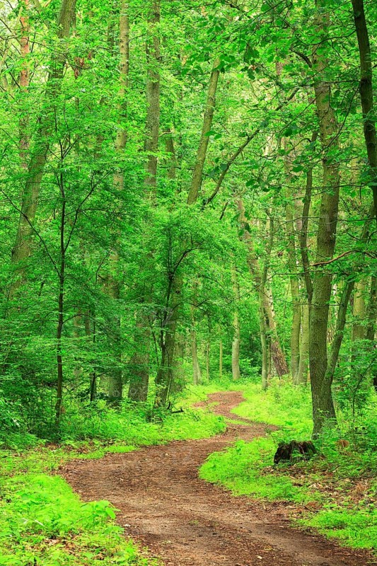 Hiking trail winds through untouched mixed forest in spring on the eastern shore of the Mueritz