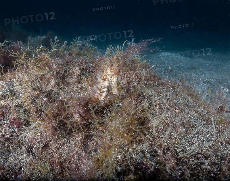 Short-snouted seahorse