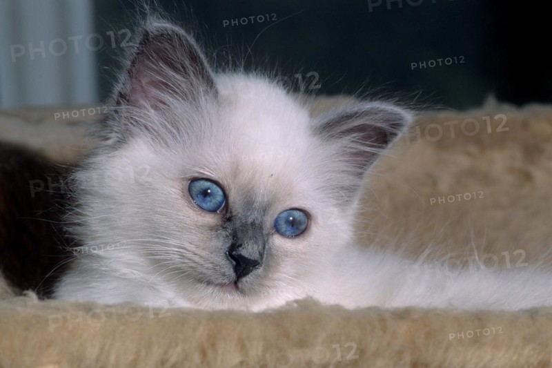 Birman felidae