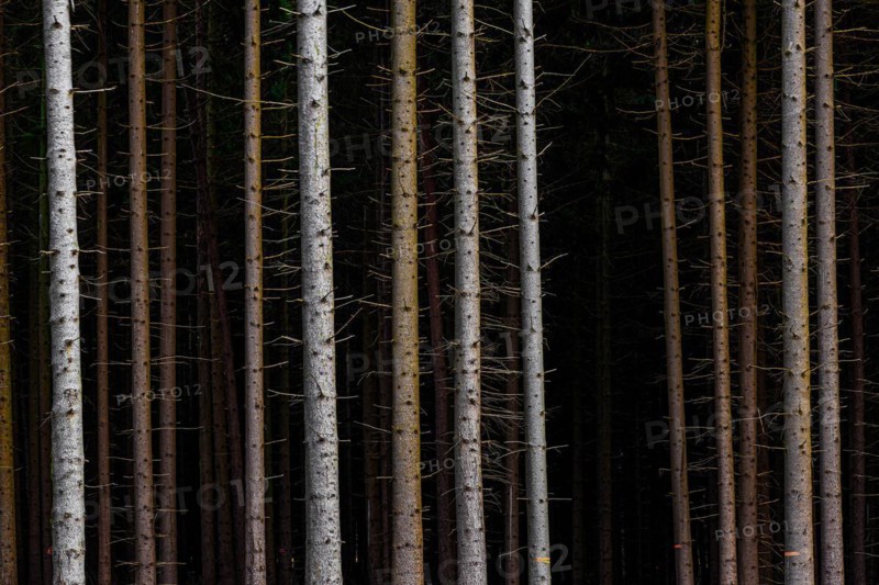 Trees in front of dark forest
